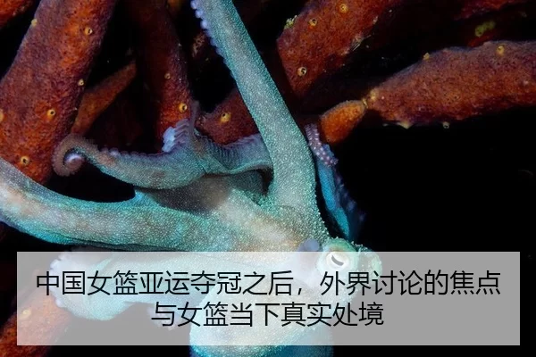 中国女篮亚运夺冠之后，外界讨论的焦点与女篮当下真实处境